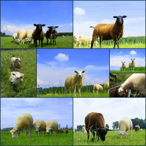 collage schapen